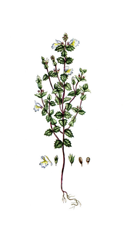 Euphradia officinalis