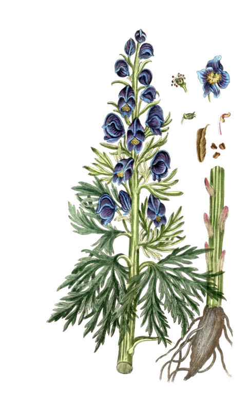 Aconitum napellus