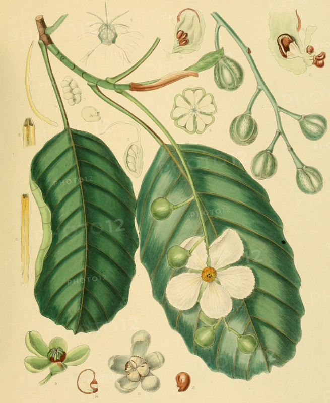 Wormia triquetra