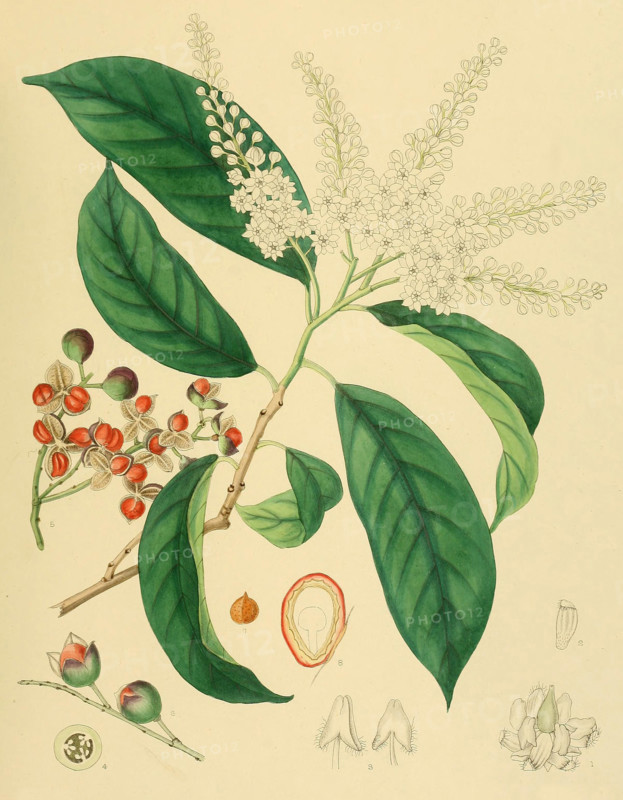 Erythrospermum phytolaccoides