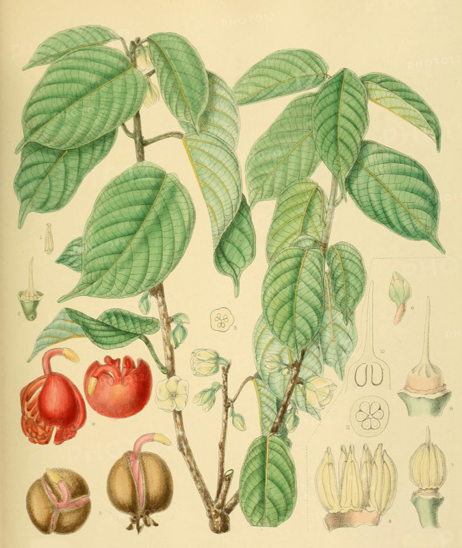 Stemonoporus affinis