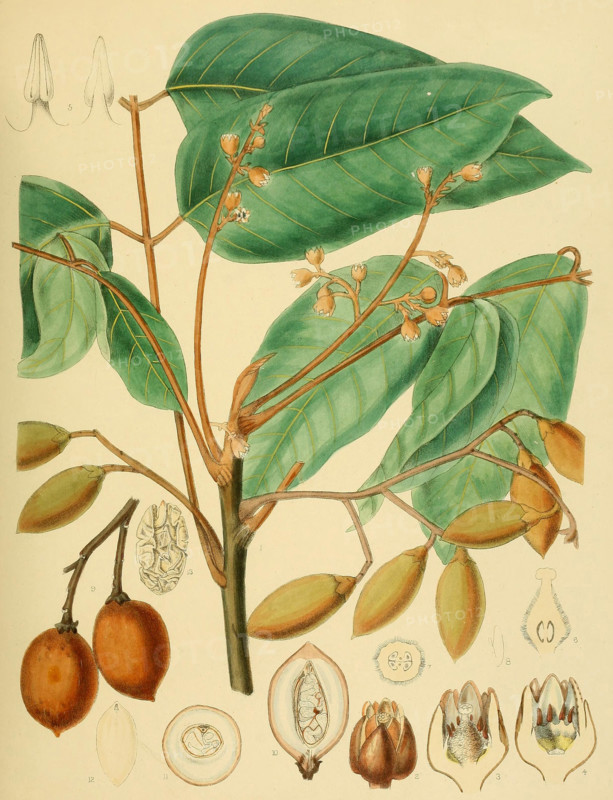 Canarium brunneum