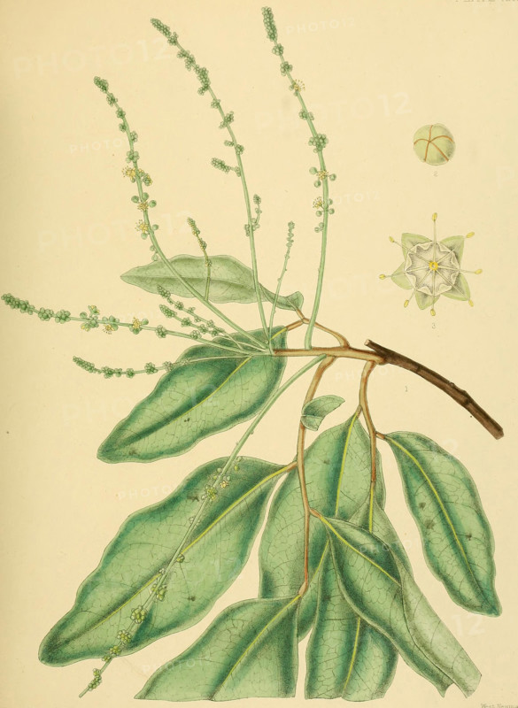 Gleniea zeylanica
