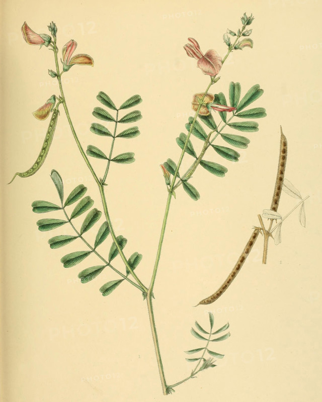Tephrosia maxima