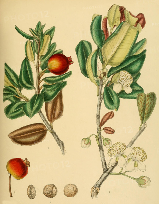 native to Southeast Asia