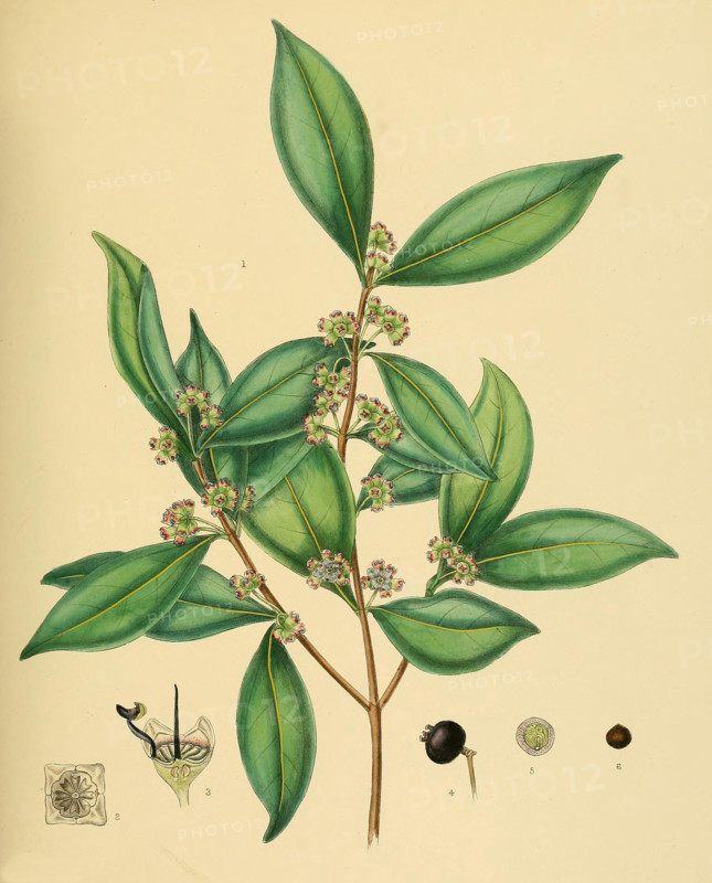 native to Southeast Asia