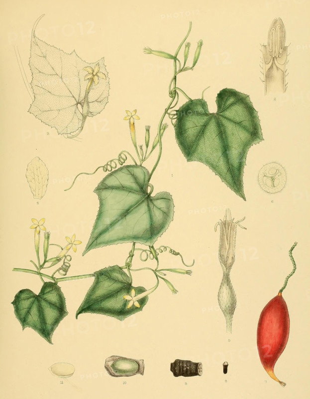 native to Southeast Asia