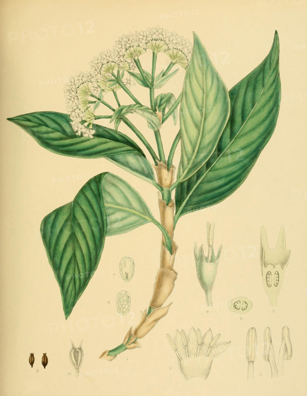 Hedyotis lessertiana