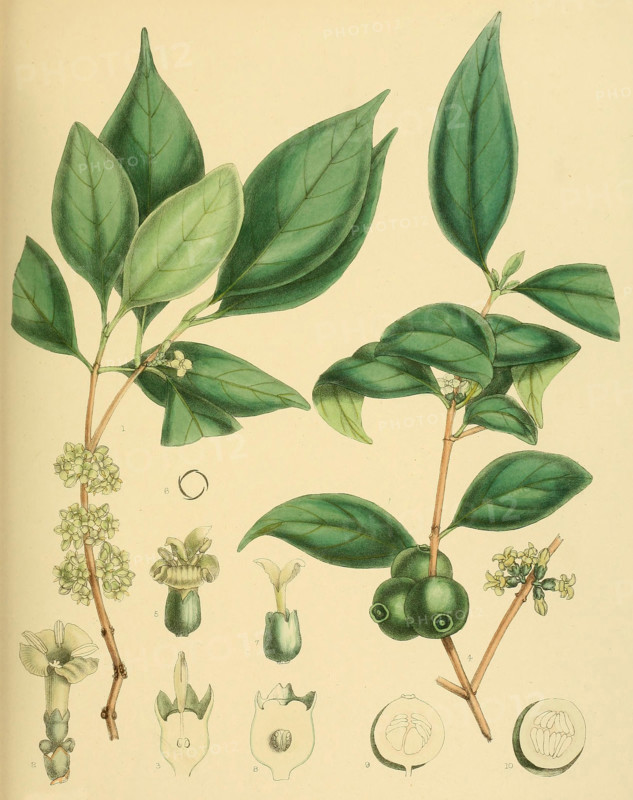 Diplospora dalzellii