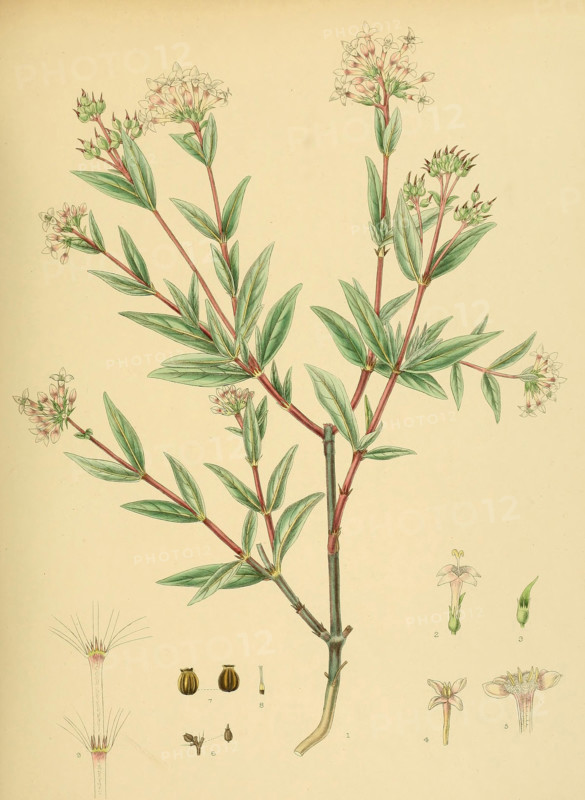 Knoxia platycarpa