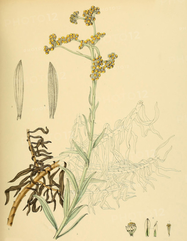 Anaphalis pelliculata