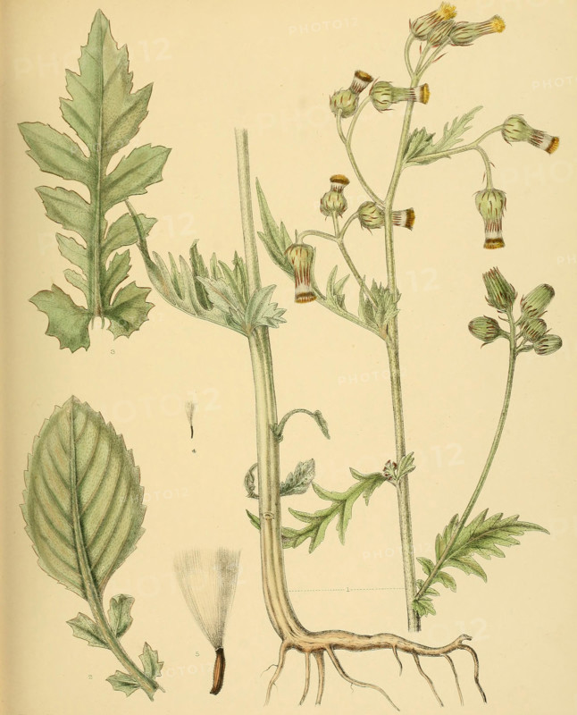 Gynura zeylanica