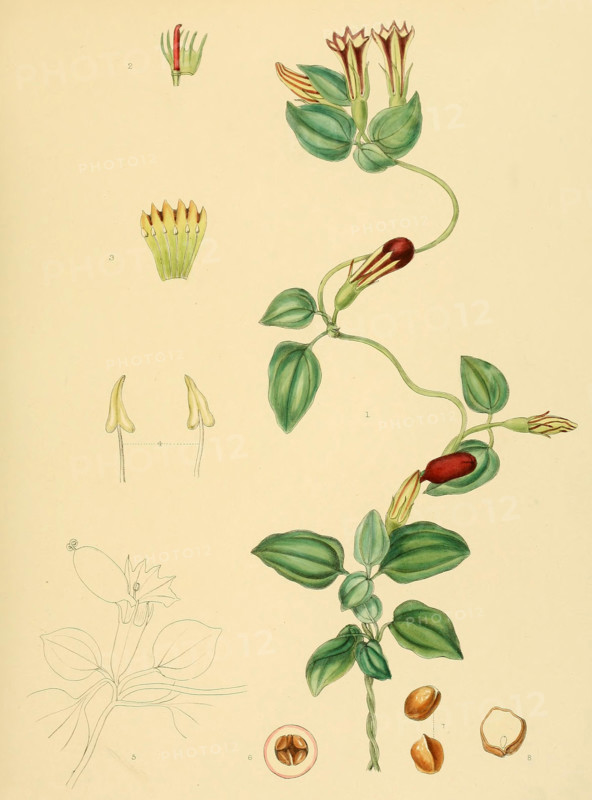 Crawfurdia japonica