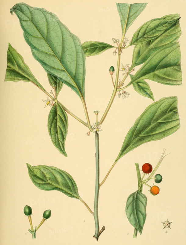 Solanum laeve