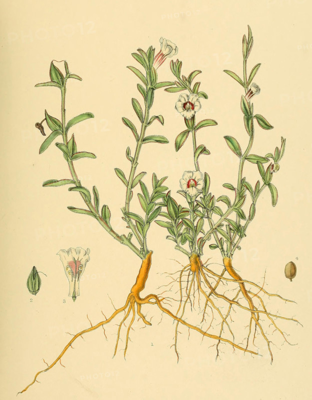 Centranthera procumbens
