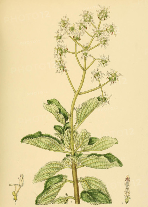 Anisochilus paniculatus