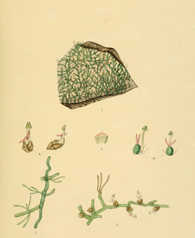 Podostemon
