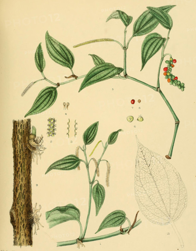 Piper thwaitesii