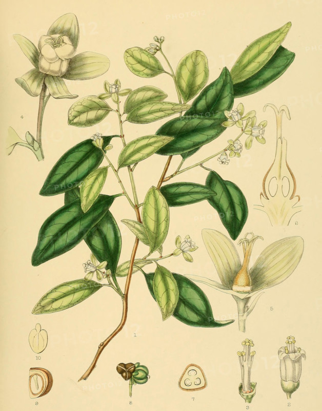 Dimorphocalyx glabellus