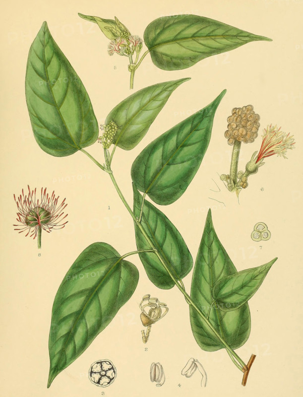 Adenochlaena zeylanica
