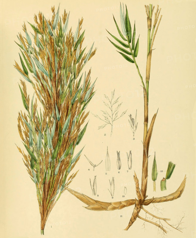 Arundinaria densifolia