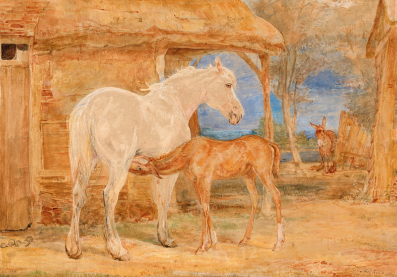 Grey Mare and Chestnut Foal