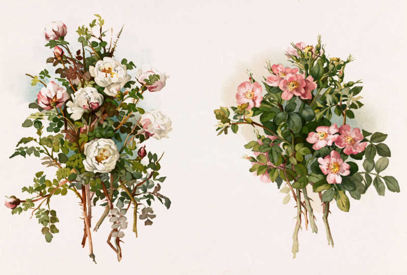 Romantic bouquet of white and pink roses