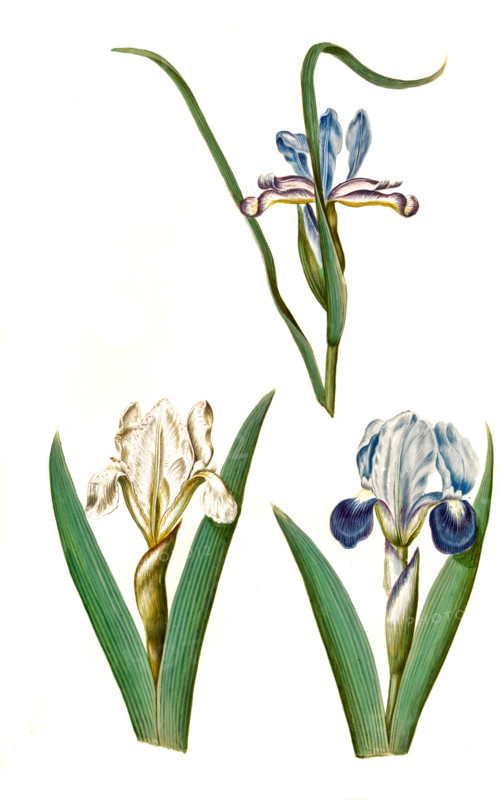 Grass Iris