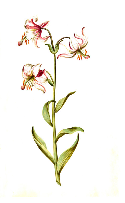 Turk's cap lily