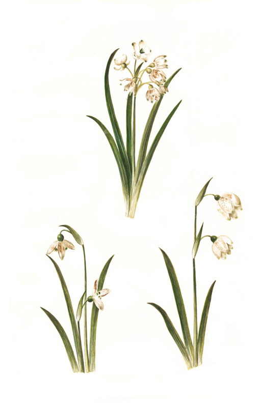 Summer snowflake