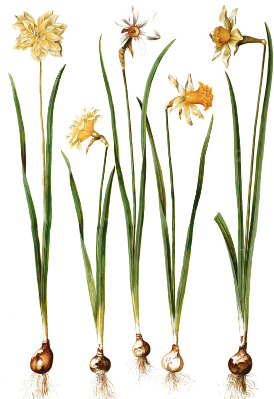 Yellow daffodil