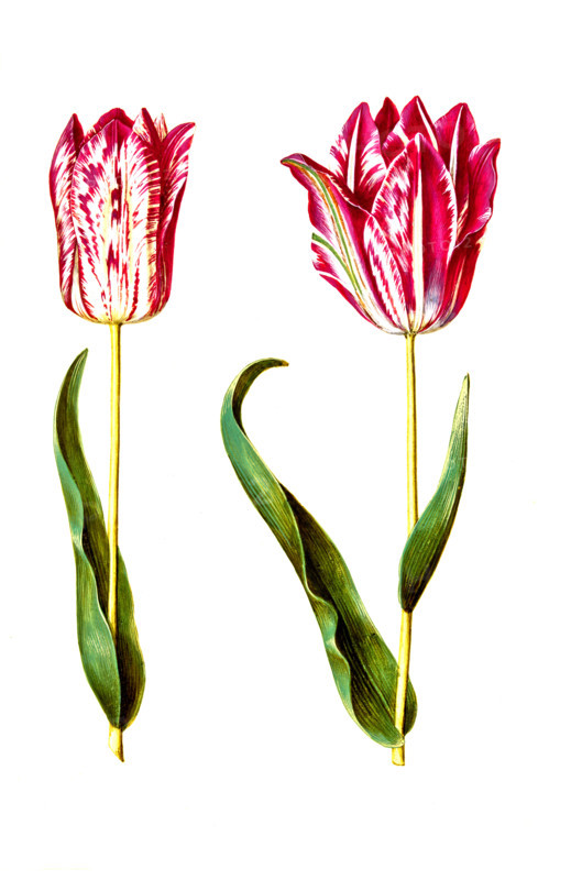 Garden tulip