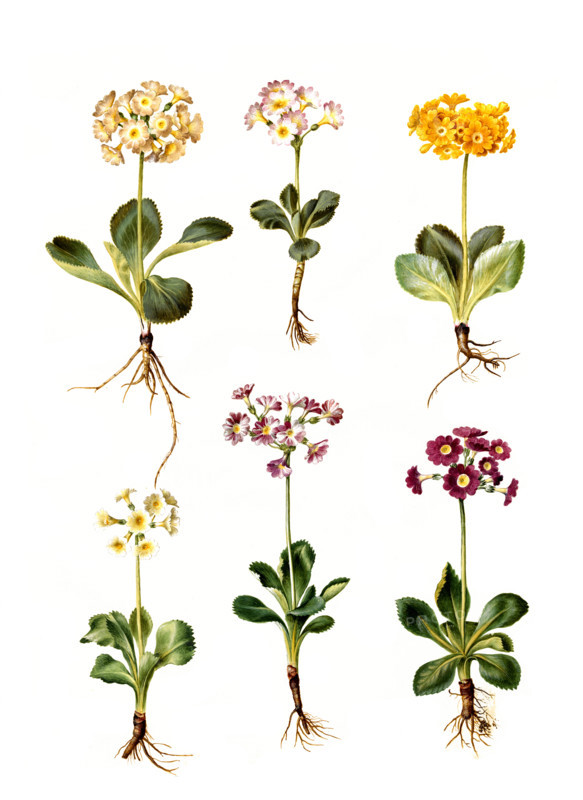 Bastard Auricula Primula vó pubescens