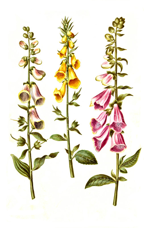 Red foxglove