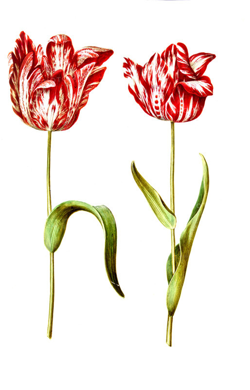 Garden tulip