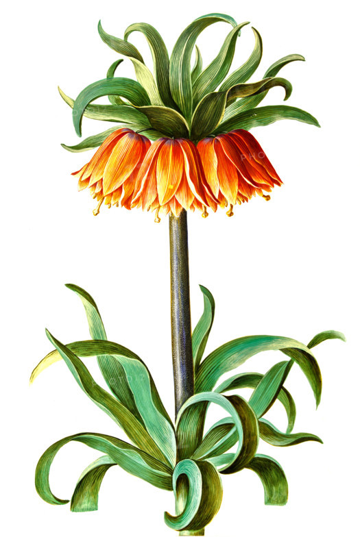 Crown Imperial Fritillaria imperialis