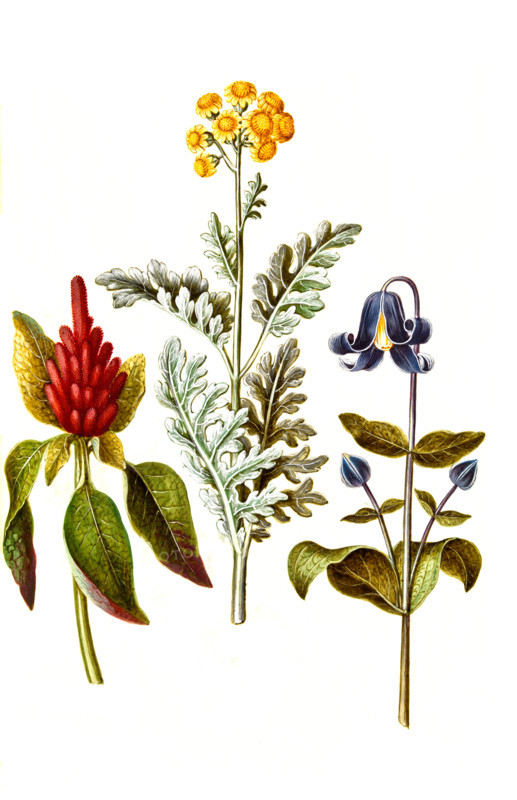 Panicled foxtail