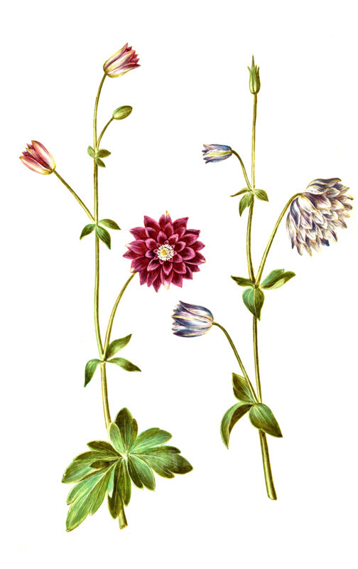 Common Columbine or Common Aquilegia