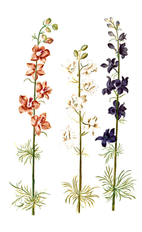 Garden Larkspur Consolida ajacis