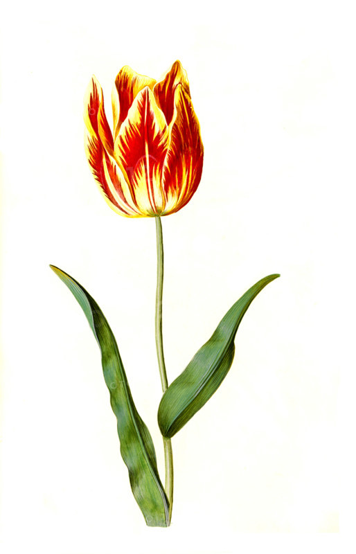 Garden tulip