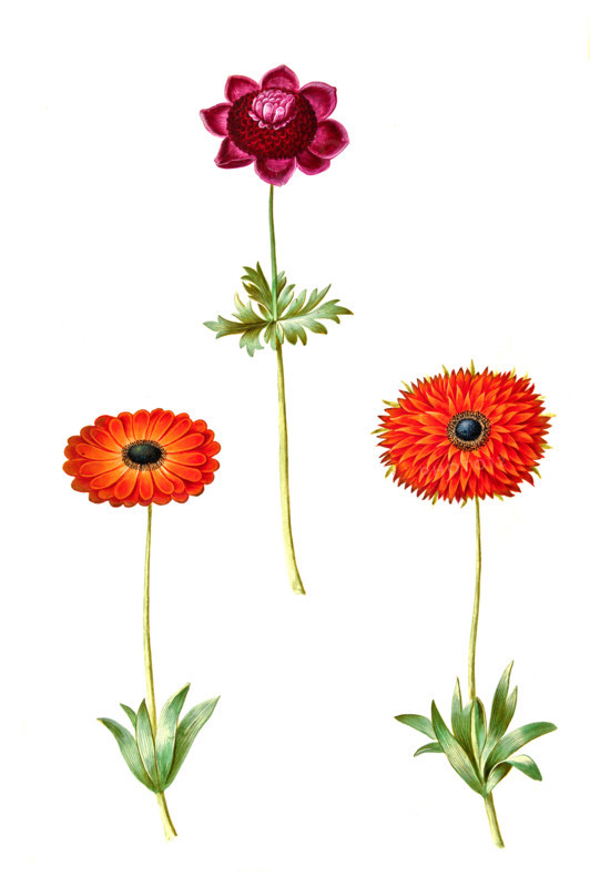 Crown anemone