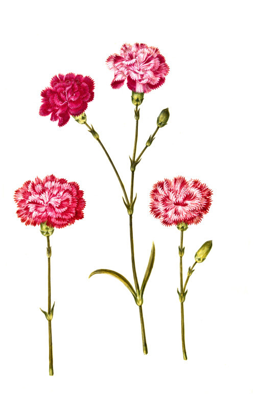 Dianthus caryophyllus