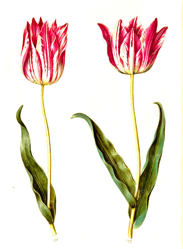Garden tulip