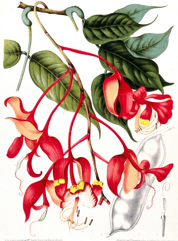Orchid tree