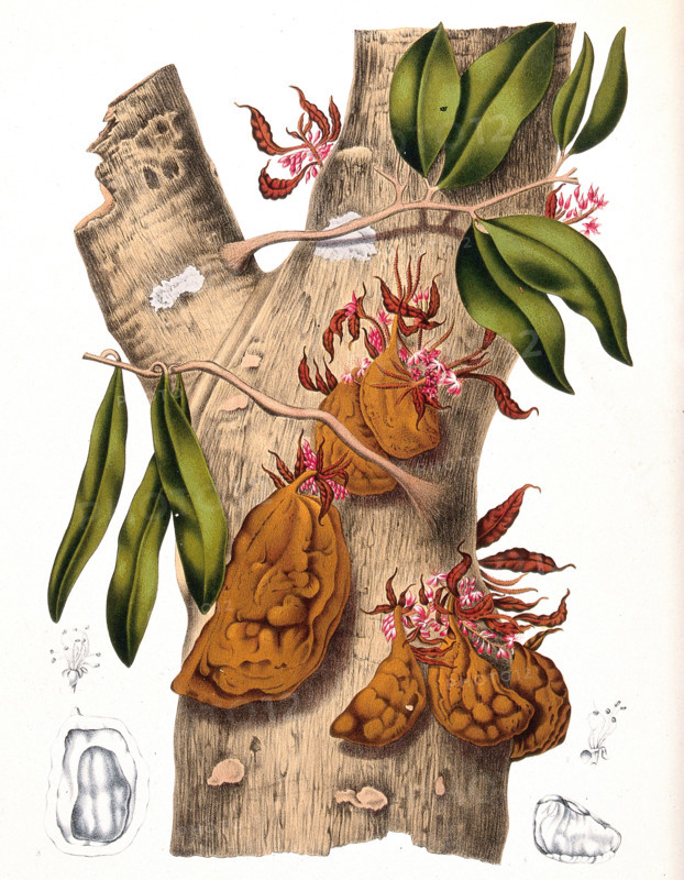 Cynometra cauliflora