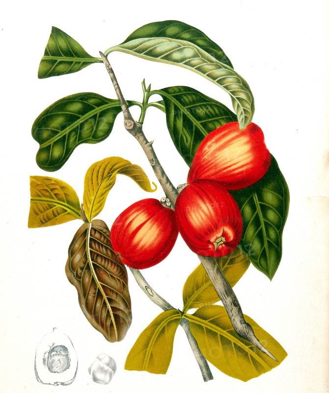 Syzygium jambos