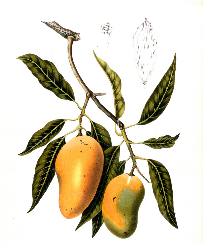 Mango