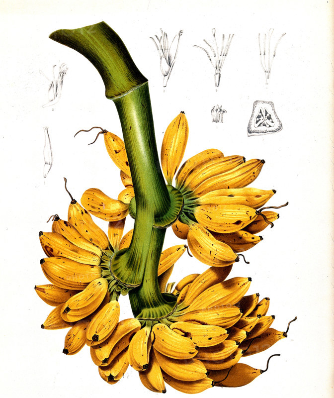 The dessert banana