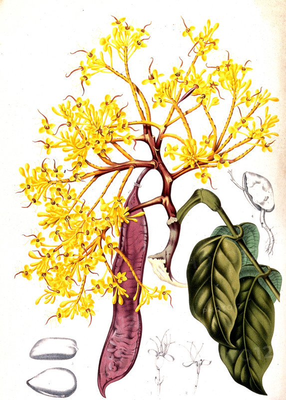 Saraca declinata