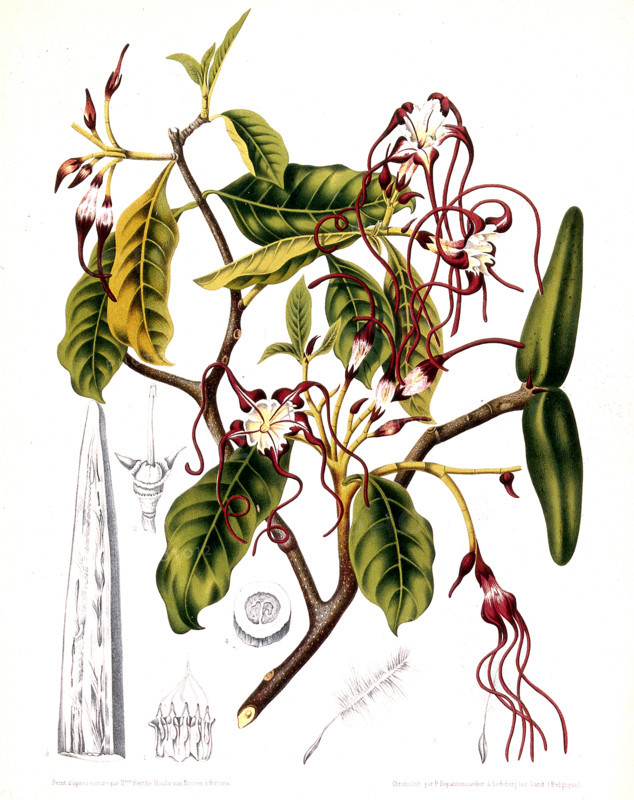 Strophanthus divaricatus is a vine or shrub that can grow up to 4.5 meters tall